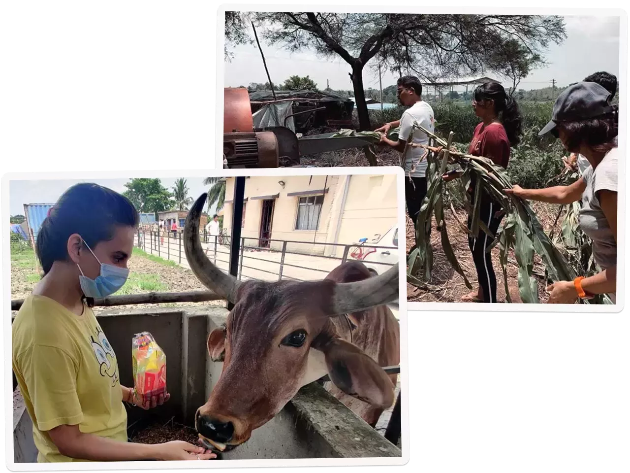 Stack of photos showing people breaking down branches and a young woman feeding an oxen