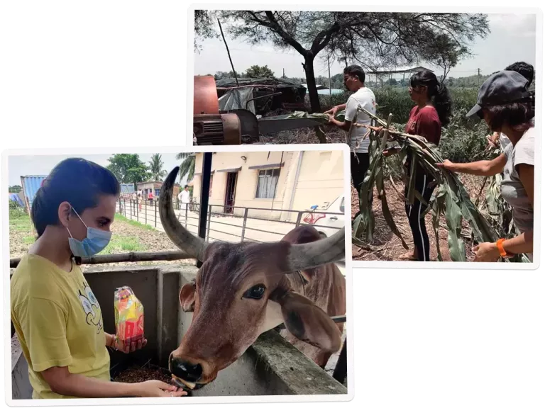 Stack of photos showing people breaking down branches and a young woman feeding an oxen