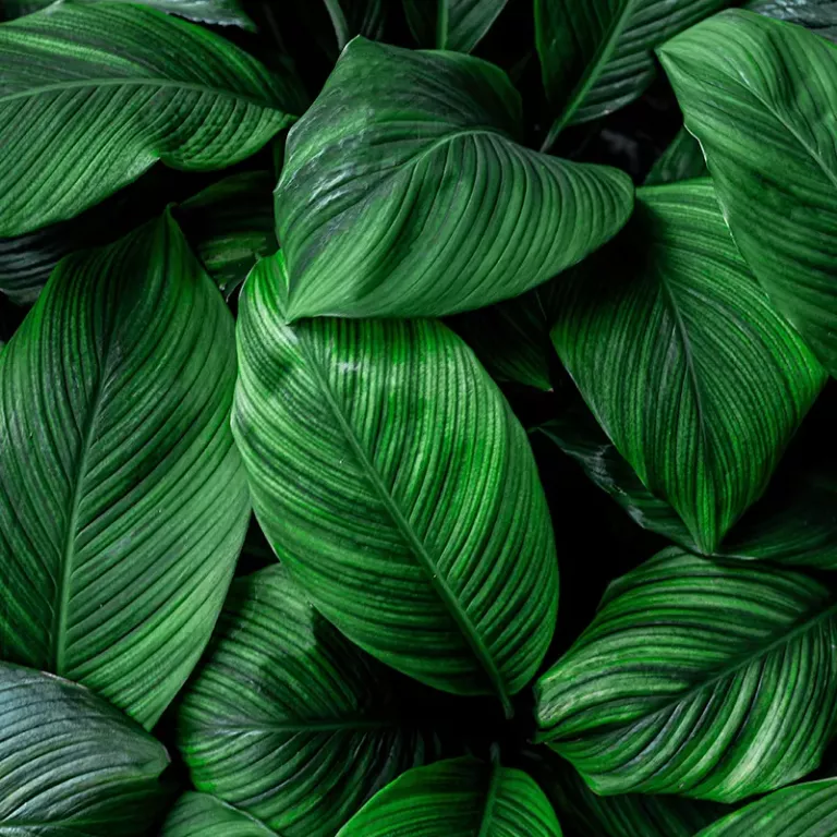 Dense, lush, green leaves