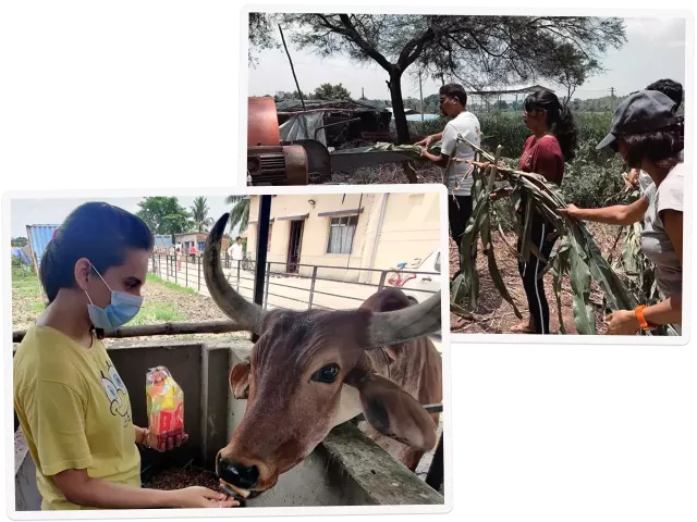 Stack of photos showing people breaking down branches and a young woman feeding an oxen