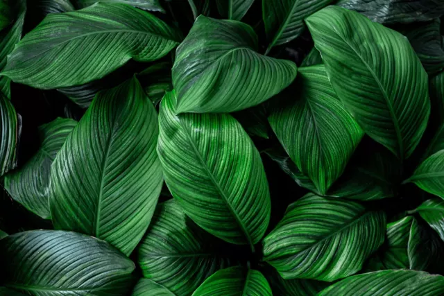Dense, lush, green leaves